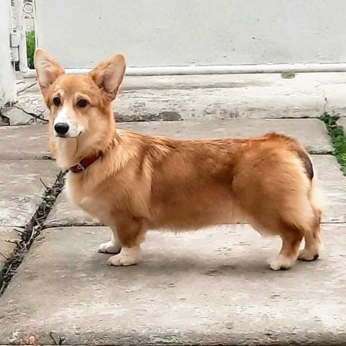 Подрощенная сука вельш корги пемброк.