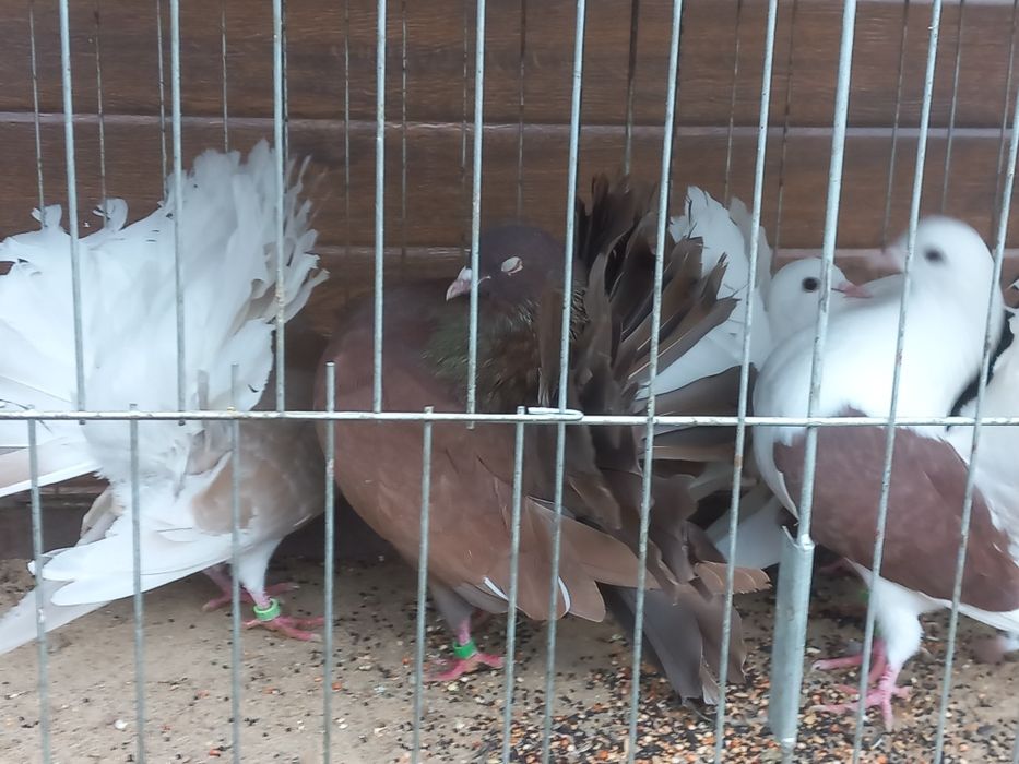 Pawiki różne kolory