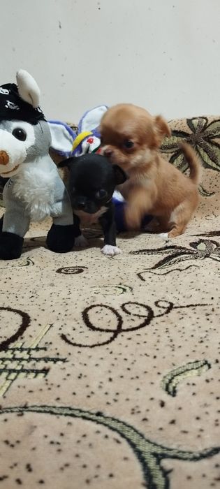 Мини девочка д/ш.