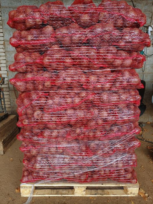 Burak ćwikłowy okrągły