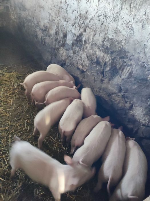 Поросята білі рябі