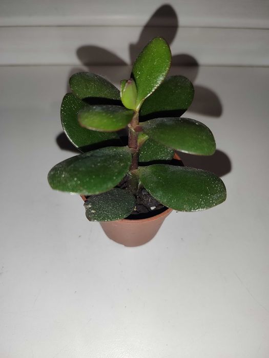 Грошове дерево, алое