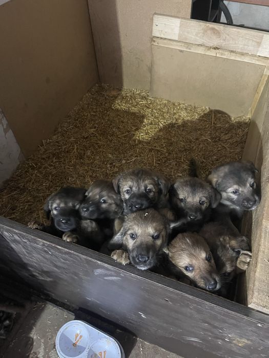 Безкоштовно цуцен