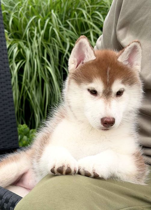 Siberian Husky/Suczka/Wybitna, ciemnooka
