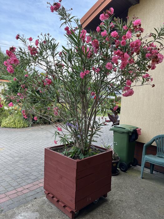 Oleander   duży bardzo ladny  pieknie kwitnie