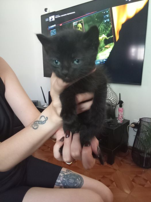 Gatinhos bebés para dar