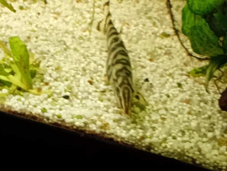 Peixe botia lohachata