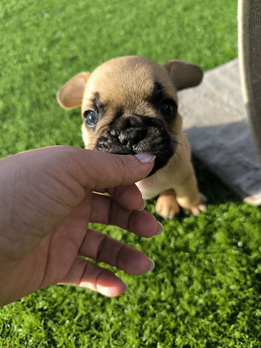 Buldogue Francês  Red Fawn -  Macho