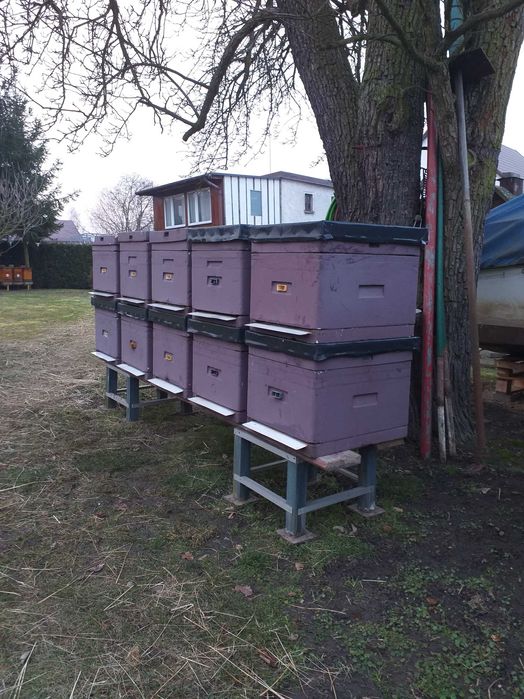 Ule wielkopolskie 12 ramkowe, styropianowe (owipian) Łysoń