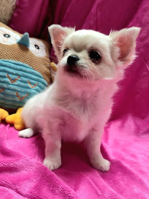 Chihuahua piesek długowłosy po Championach  FCI