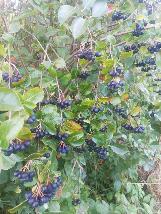 Aronia świeża ręcznie rwana
