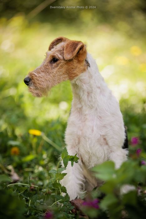 Фокстерєр щенятко