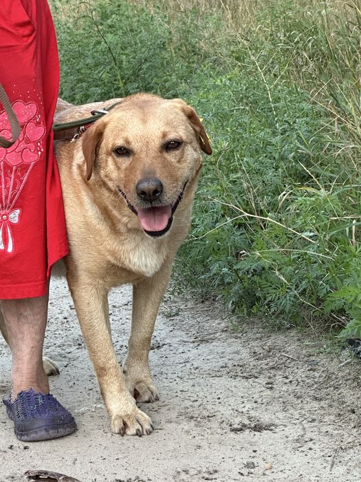 Собаку породи лабрадор в добрі руки