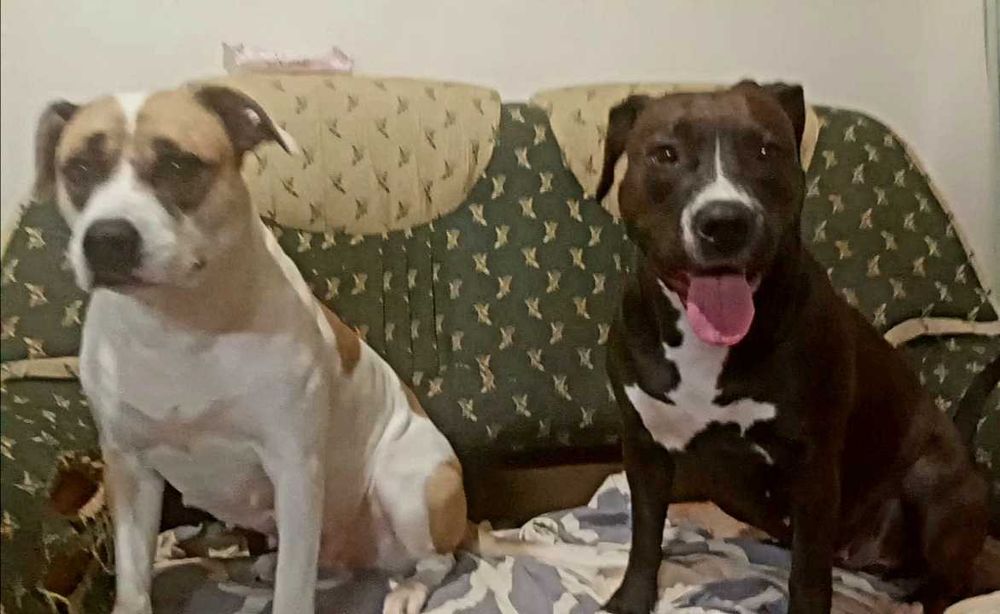 Наречена Амстафф дівчинка чекає на нього. перша в'язка.