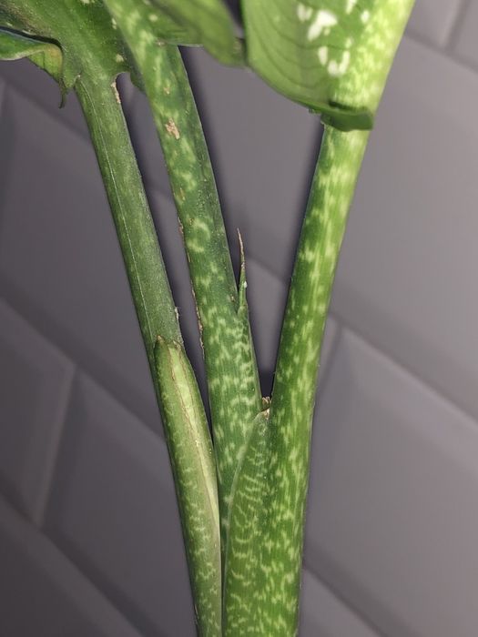 Диффенбахия деффинбахия пятнистая