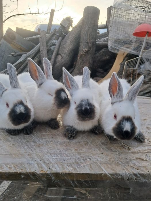Króliki  kalifornijskie  srokacze i barany