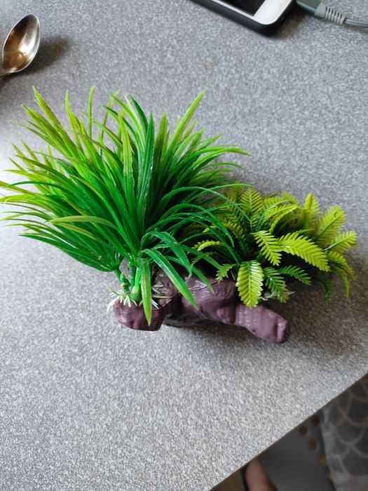 Rośliny do akwarium