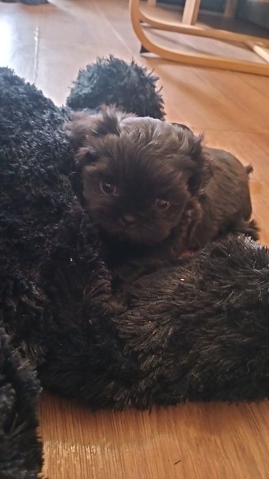 Shih Tzu czarniutkie maleństwo