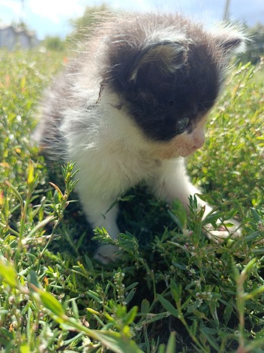 Котята в добрые руки!