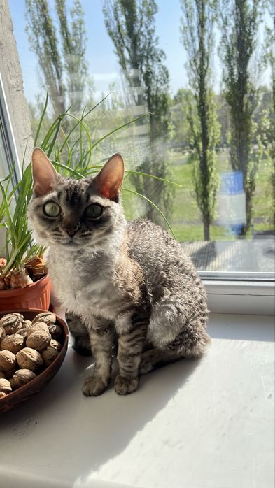 Вязка Девон Рекс