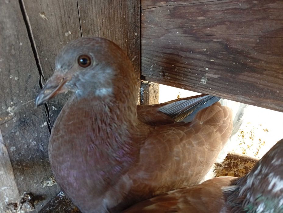 Pombas de boa raça