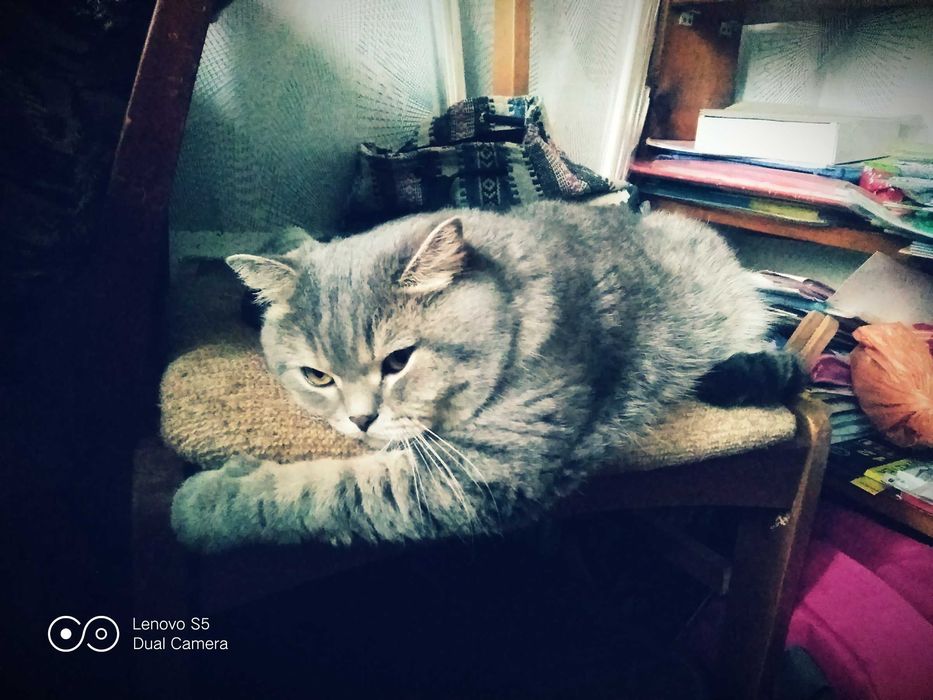 Кіт для вязки. Скоттішь страйт