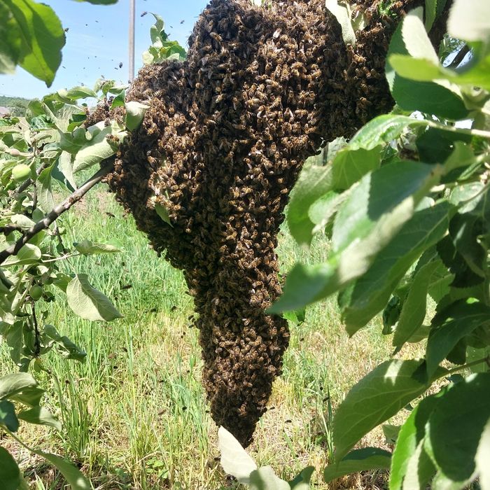 Продається пасіка,Бджолосім'ї на українську рамку