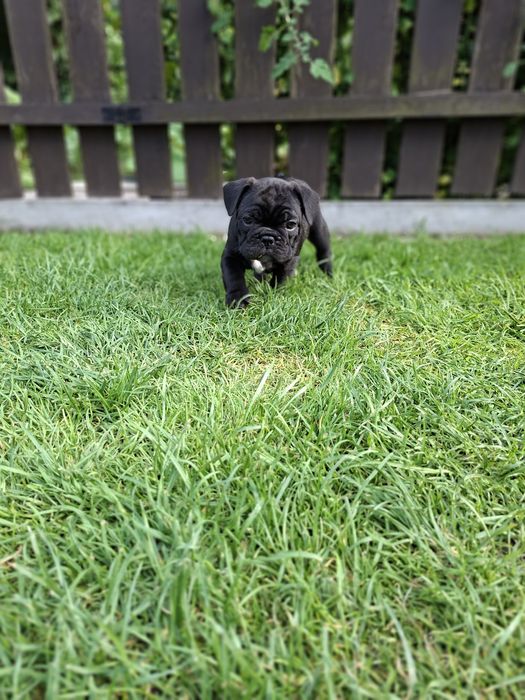 Buldog francuski