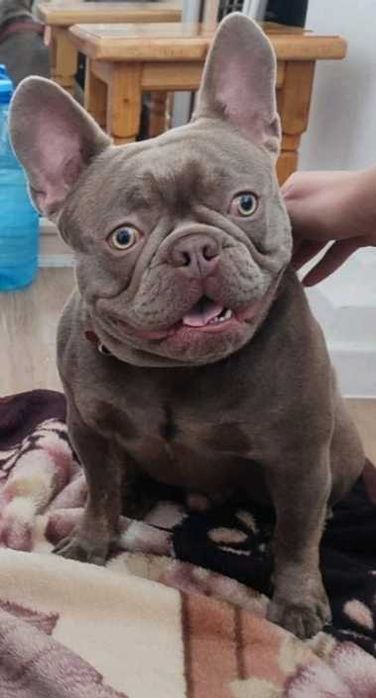 В'язка французького бульдога Ізабелла