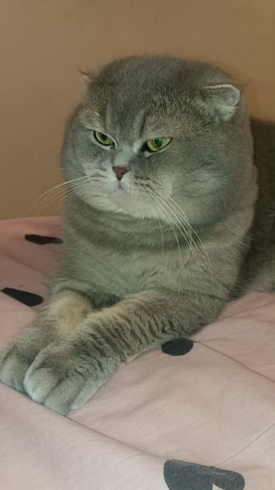 Кот на вязку шотландец.