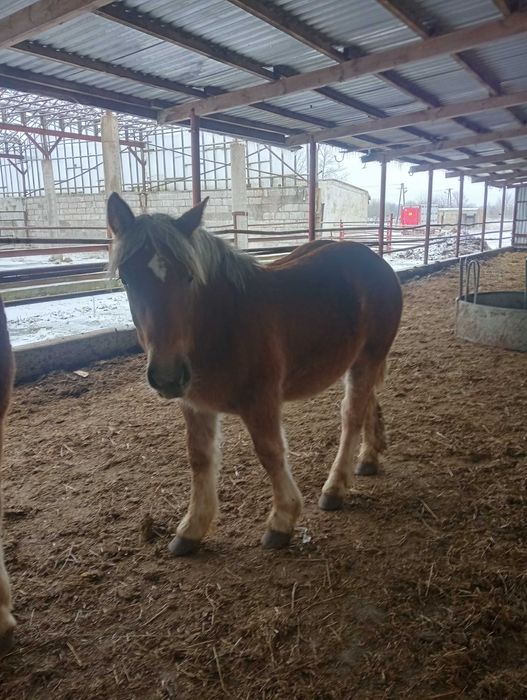 Źrebaki zimnokrwiste