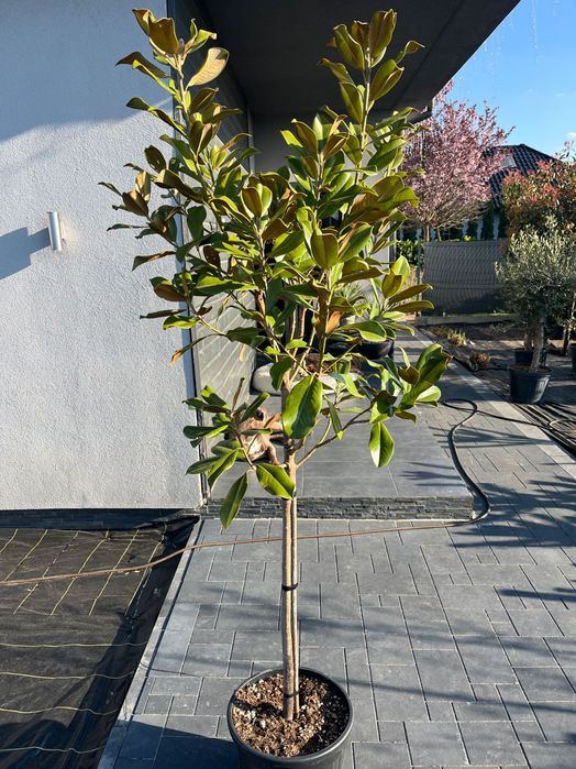 Magnolia GRANDIFLORA Little Gem Zimozielona