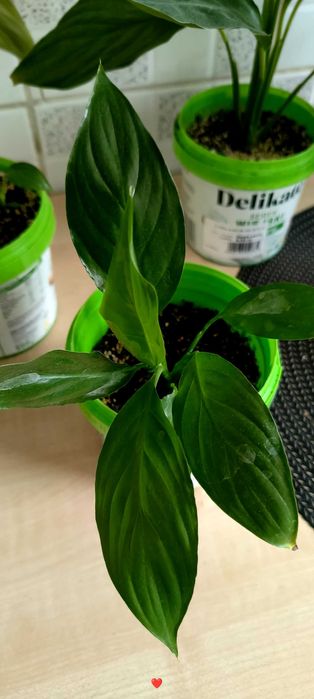 Skrzydłokwiat („kobiece szczęście”) – różne rozmiary