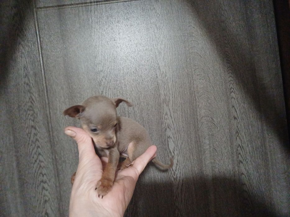 Крошка сладошку девочка