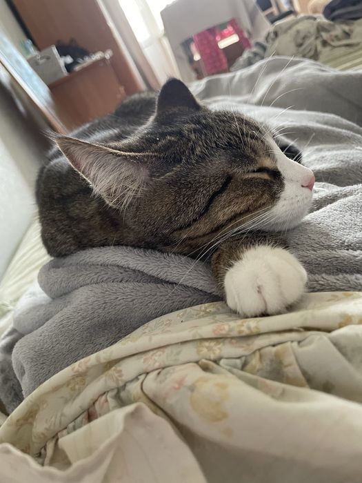 Дуже ніжний котик шукає родину