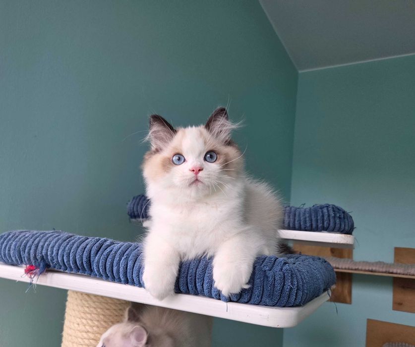 Ragdoll kocur z rodowodem FPL.