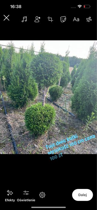 Tuje formowane -bonsai,kule,spirale-PRODUCENT