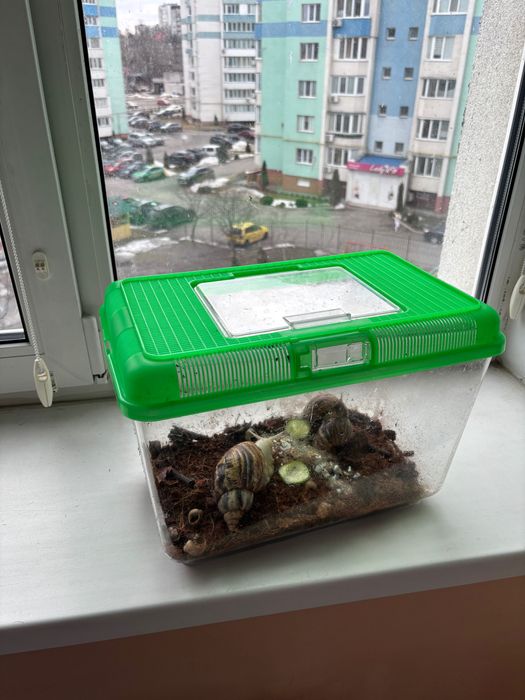 Равлики Ахатини разом з тераріумом, грунтом, їжею