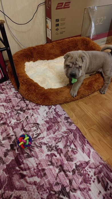 Цуценята Шар-пея