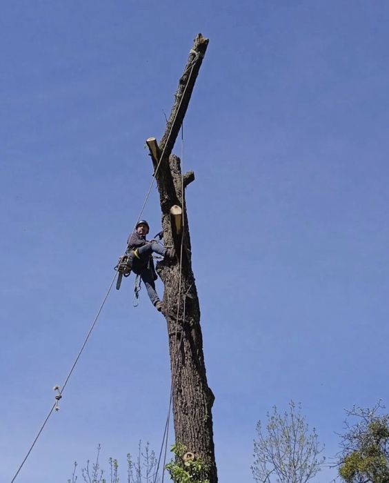 Корчуваня ділянок під ключ
