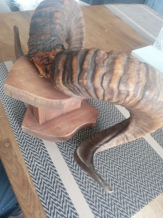 poroże Mufflona 40cm