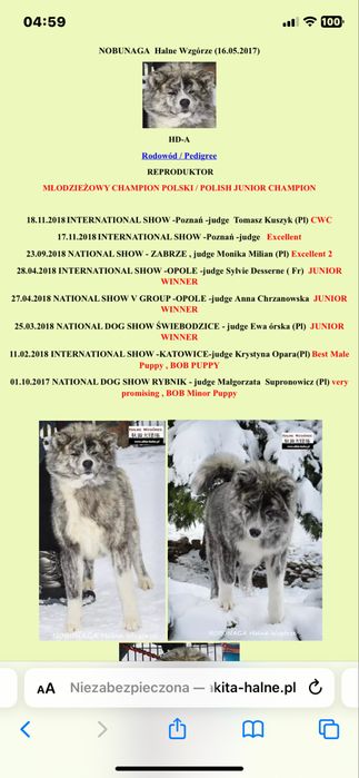 Akita , japońska Suczka czerwona