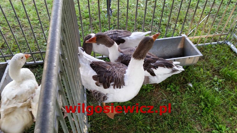 Gęsi na wagę landes, kubańska, kołudzka