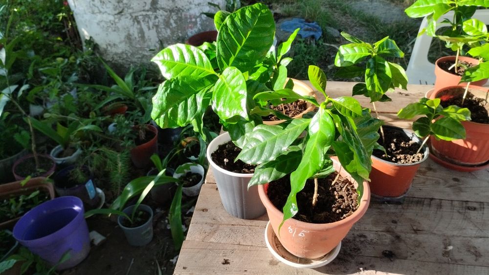 Продам трішки своїх екзотів