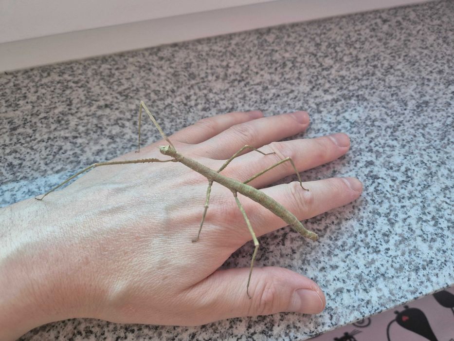 sprzedam patyczak rogaty Medauroidea extradentata odbiór Dobrzykowice