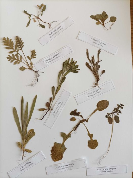 siewki chwastów polnych 30 gat zielnik 2026