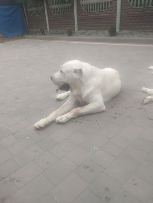 Owczarek środkowoazjatycki