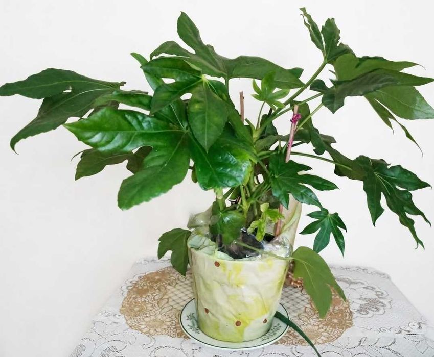Fatsia japonica/fatsja japońska 50 cm