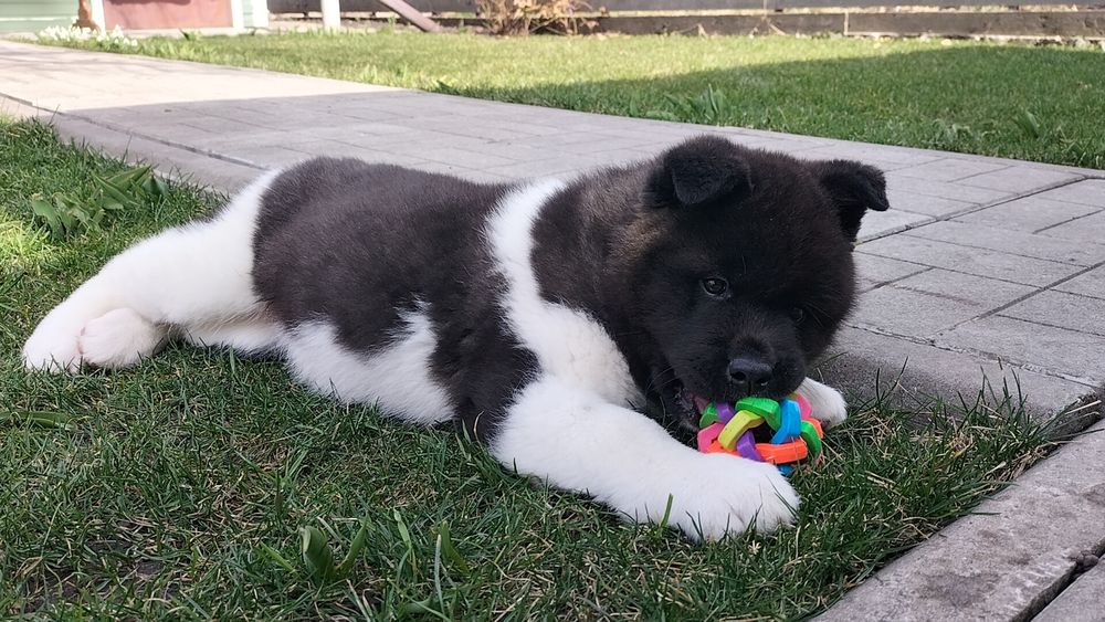 Акіти з розплідника КСУ