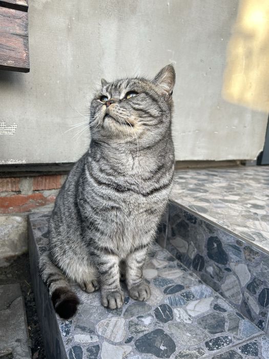 Кіт британець в дар